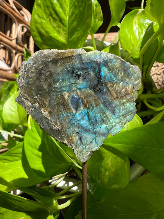 Thoughtful Labradorite Plant Crystal