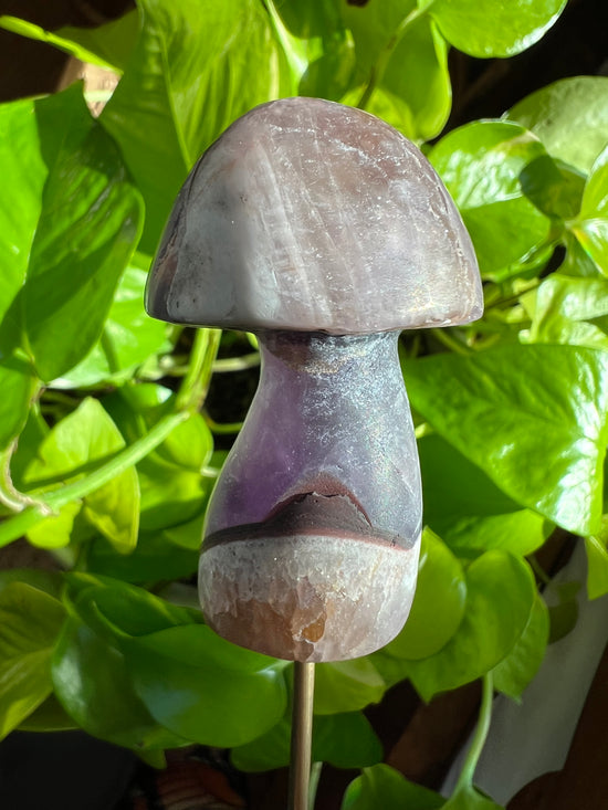 Spirit Dance Amethyst Mushroom Plant Crystal