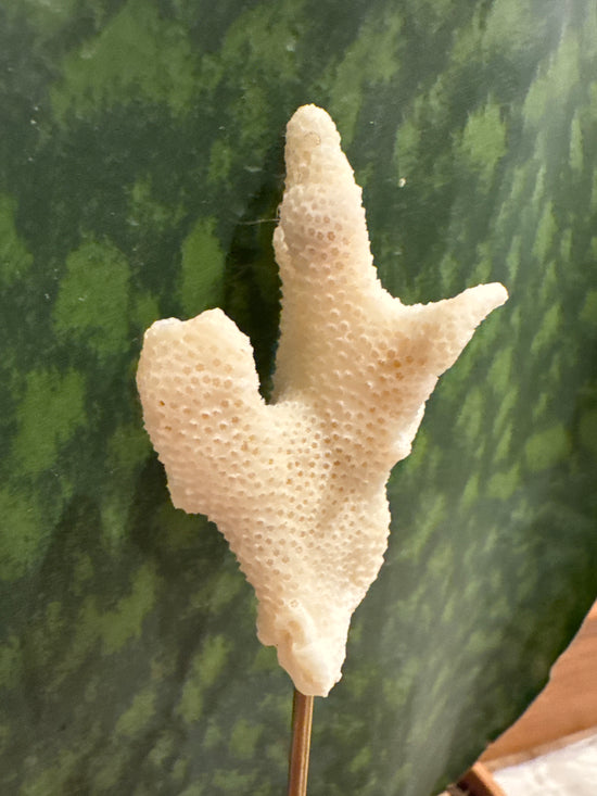 4/20 Coral
