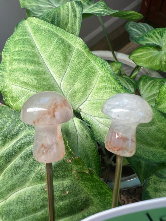 9/17 TWO Mini Mushroom Plant Crystals