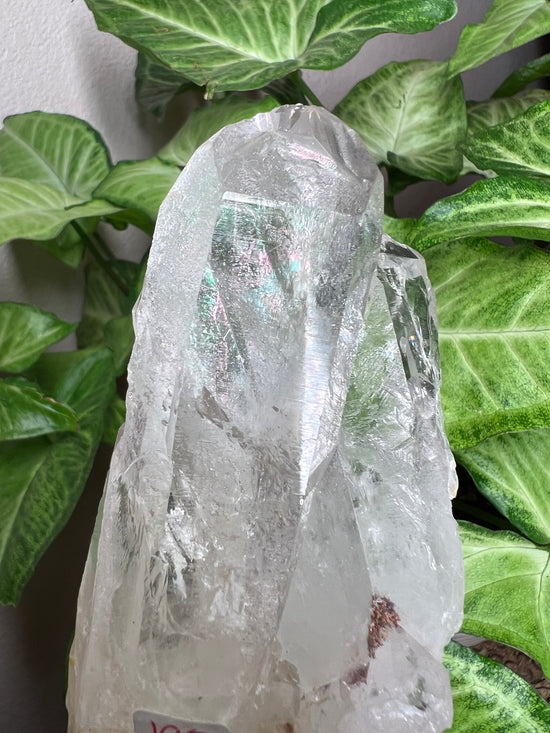 8/27 Premium Clear Quartz Plant Crystal