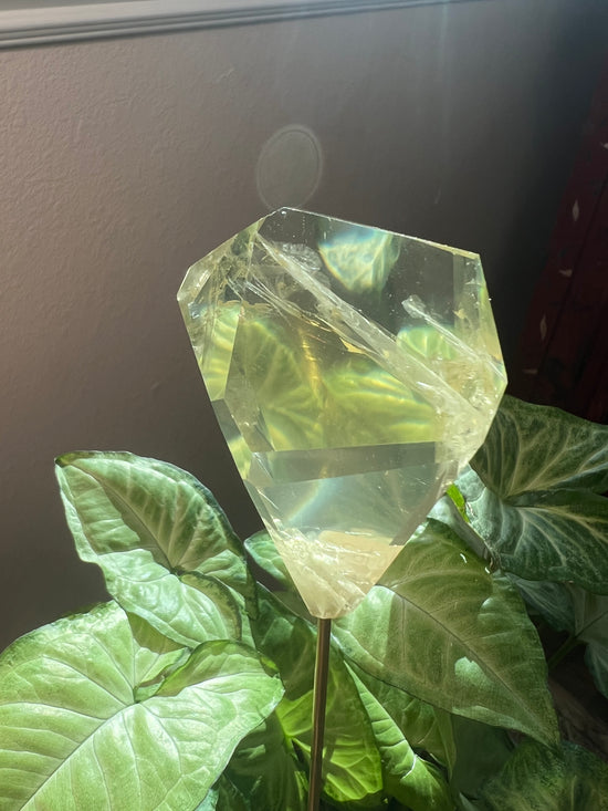 9/3 Lemon Quartz Gem Plant Crystal