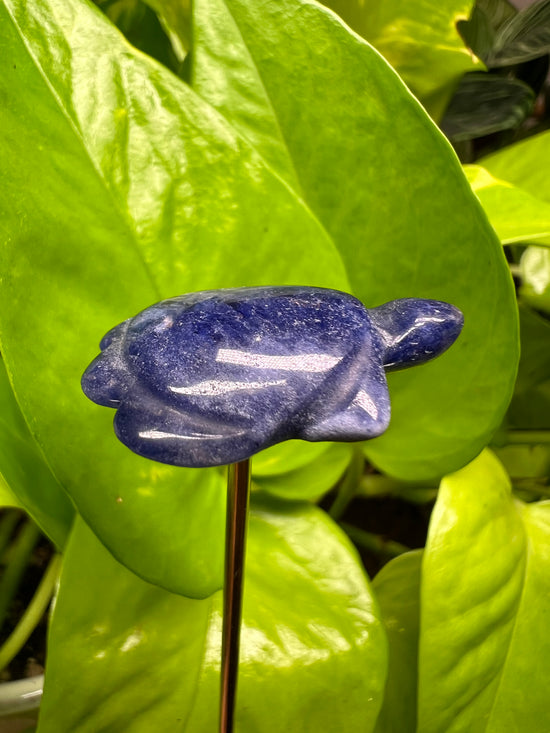 Mini Sodalite Turtle Plant Crystal