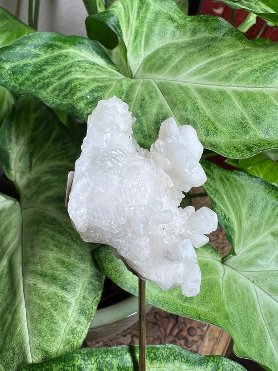 8/27 Vegan Coral Plant Crystal