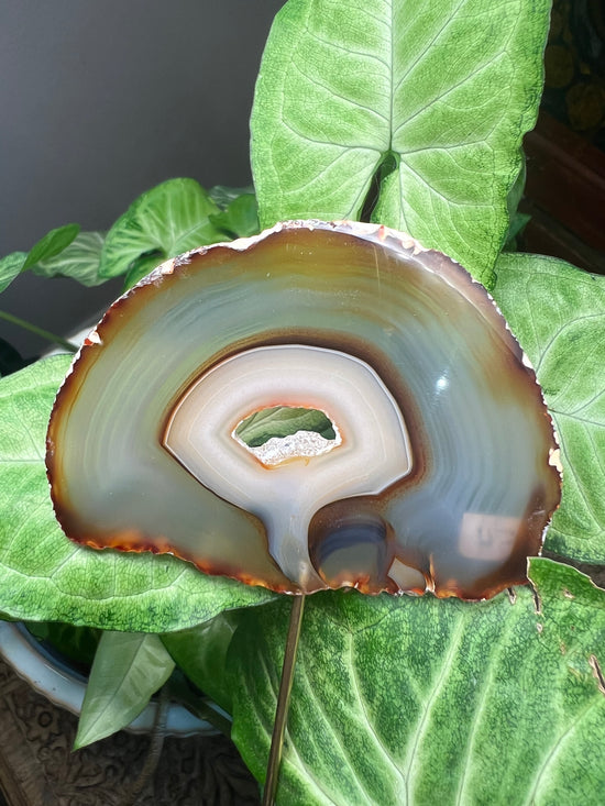 9/17 Agate Plant Crystal