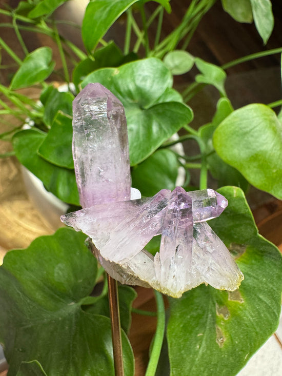 8/29 Veracruz Amethyst