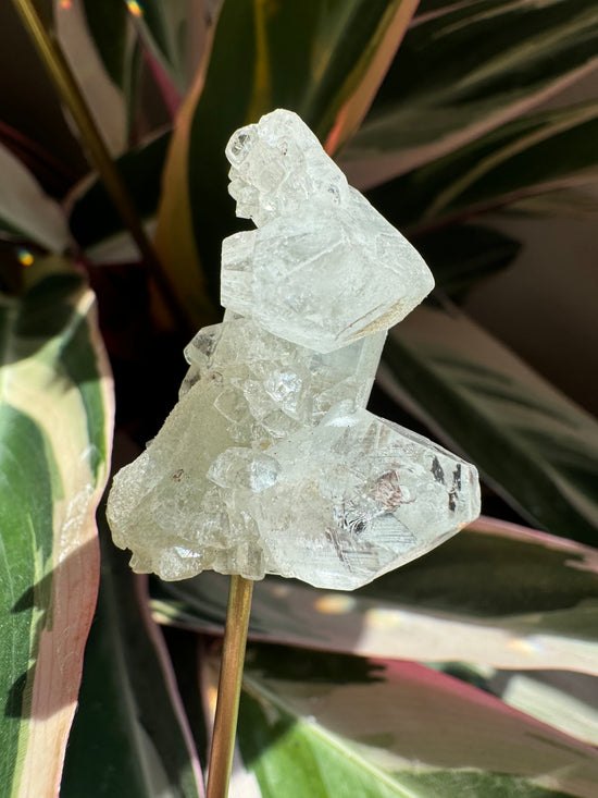 Reserved for Krista - Mini Apophyllite & FREE mini Quartz Plant Crystal