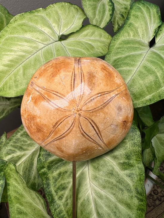 8/23 Fossilized Sand Dollar Plant Crystal