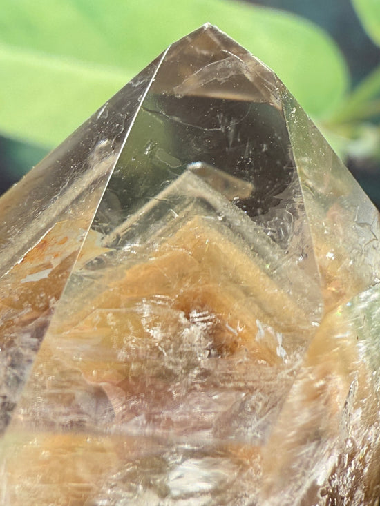Ancestor Garden Quartz Plant Crystal