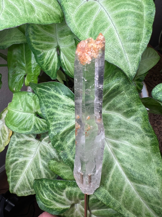 9/24 Mango Quartz Plant Crystal