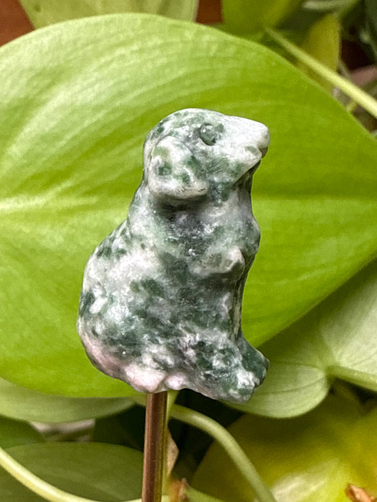 Mr Moss Agate Dog Mini