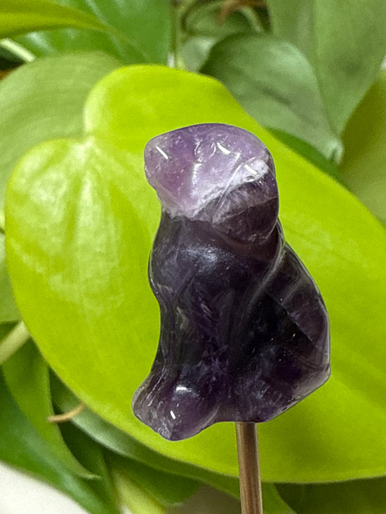Fanci Amethyst Dog Mini