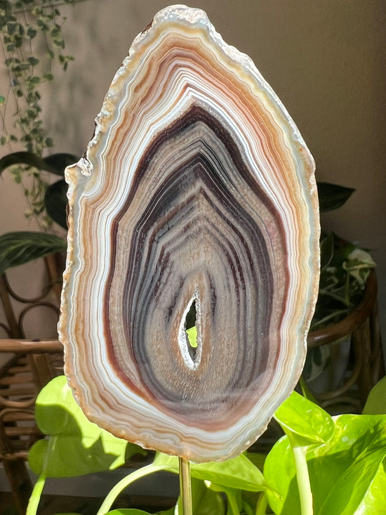 Expansion Natural Agate Plant Crystal