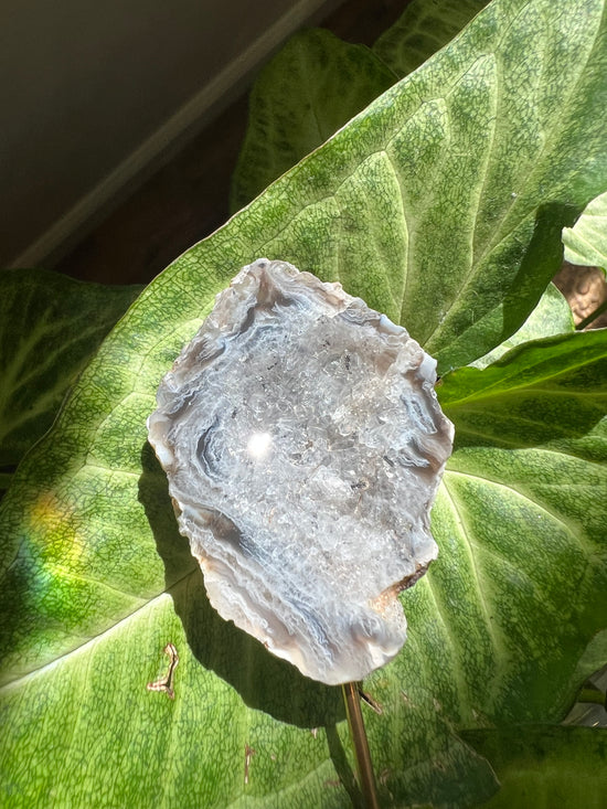 8/17 Geode Plant Crystal