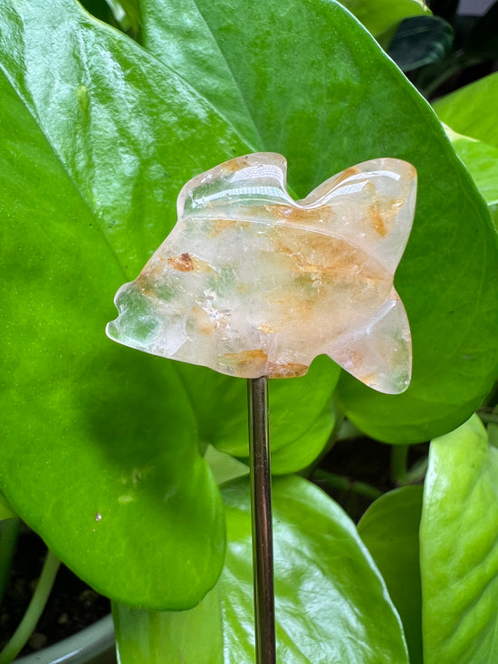 Mini Golden Healer Quartz Goldfish Plant Crystal