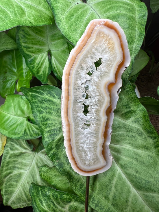 9/24 Agate Plant Crystal