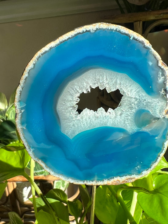 Baja Blue Agate Plant Crystal