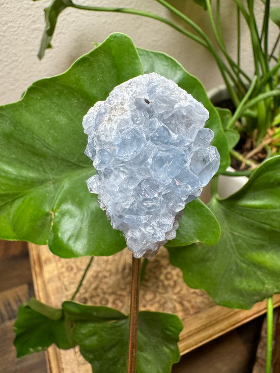 Reserved for Ashley - Mini Celestite