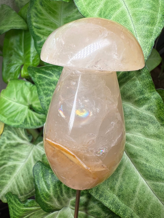 9/24 Golden Healer Rainbow Mushroom Plant Crystal