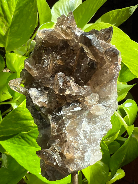 Sacred Mountain Smokey Quartz Cluster