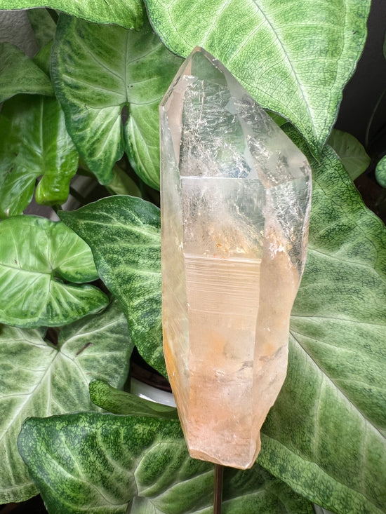 9/24 Mango Quartz Plant Crystal