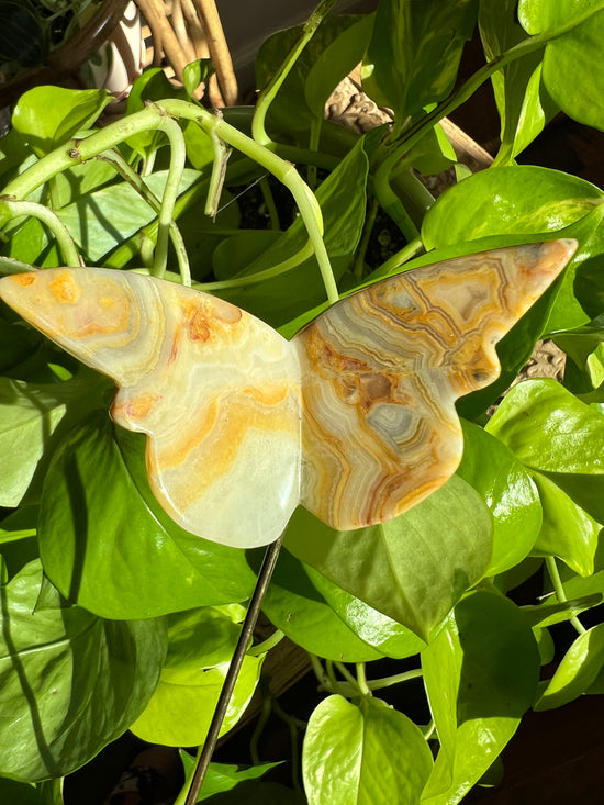 Brilliant Banded Agate Butterfly Plant Crystal