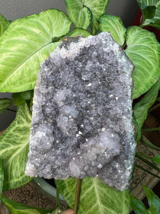 8/23 Giant Amethyst Plant Crystal