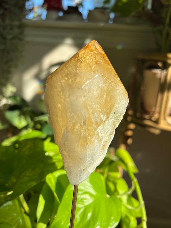 Positivity Large Citrine Plant Crystal