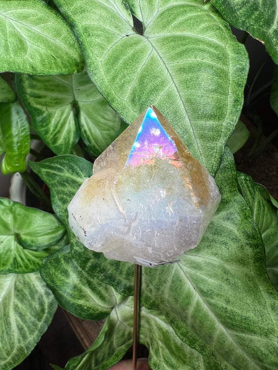 9/24 Aura Citrine Plant Crystal