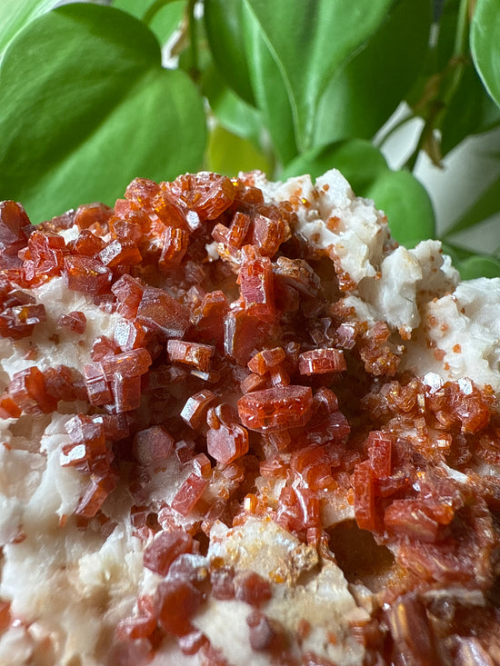 Aries Vanadinite on byrite Plant Crystal