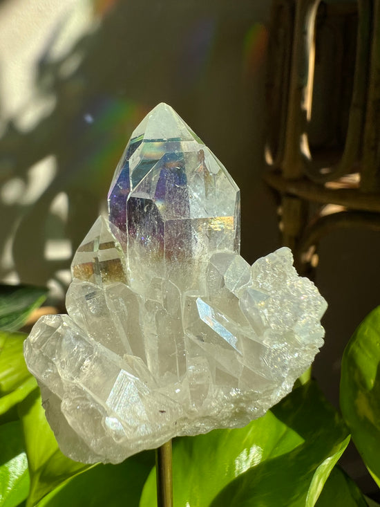 AAA Angel Aura Clear Quartz Plant Crystal