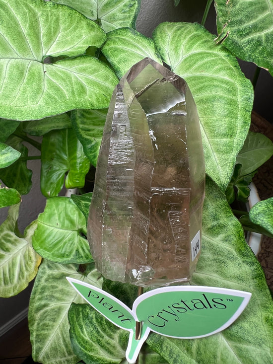 9/24 Smokey Quartz Plant Crystal