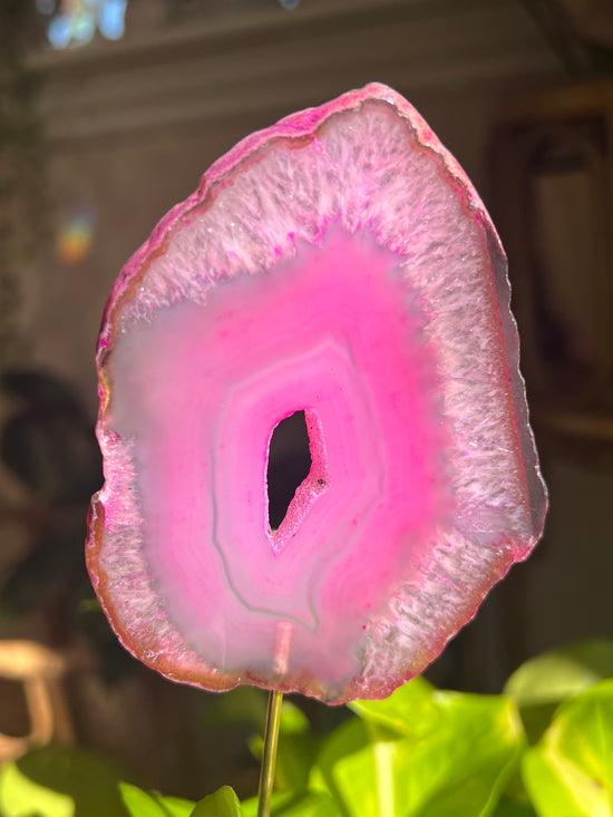 Hope Pink Agate Plant Crystal