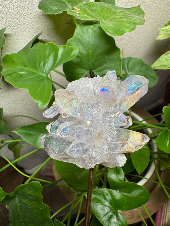 4/11 Angel Aura Cluster