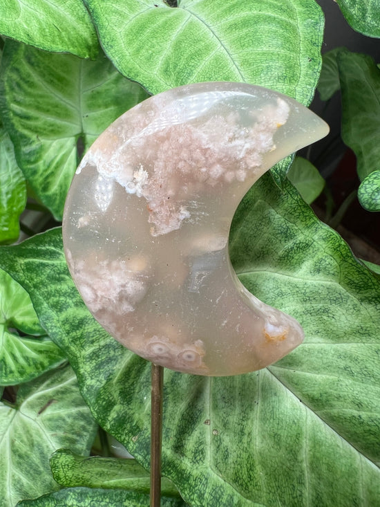 9/24 Flower Agate Moon Plant Crystal