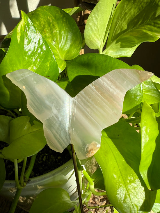 Agate Butterfly Plant Crystal