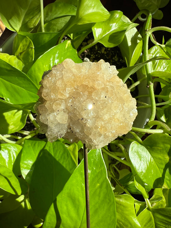 Sunshine Citrine Plant Crystal