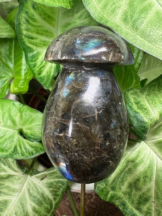 9/24 Labradorite Mushroom Plant Crystal