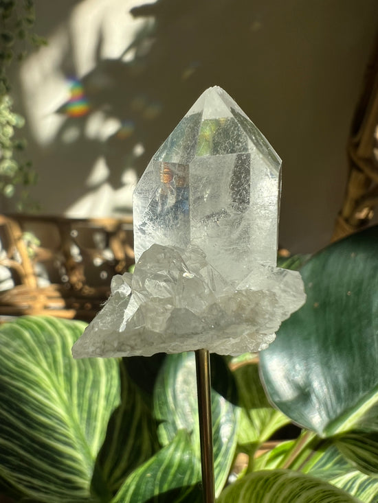 Quartz Plant Crystal