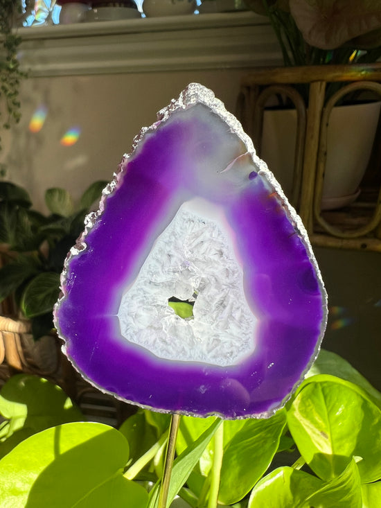 Ajna Purple Agate Plant Crystal