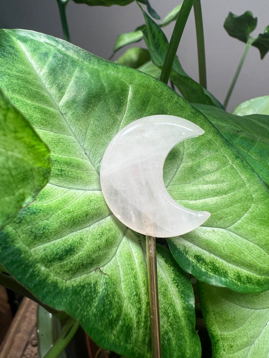 9/17 Mini Rose Quartz Moon Plant Crystals