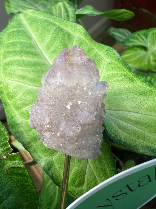 9/17 Spirit Quartz Plant Crystal