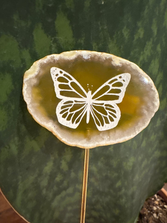 3/30 butterfly agate