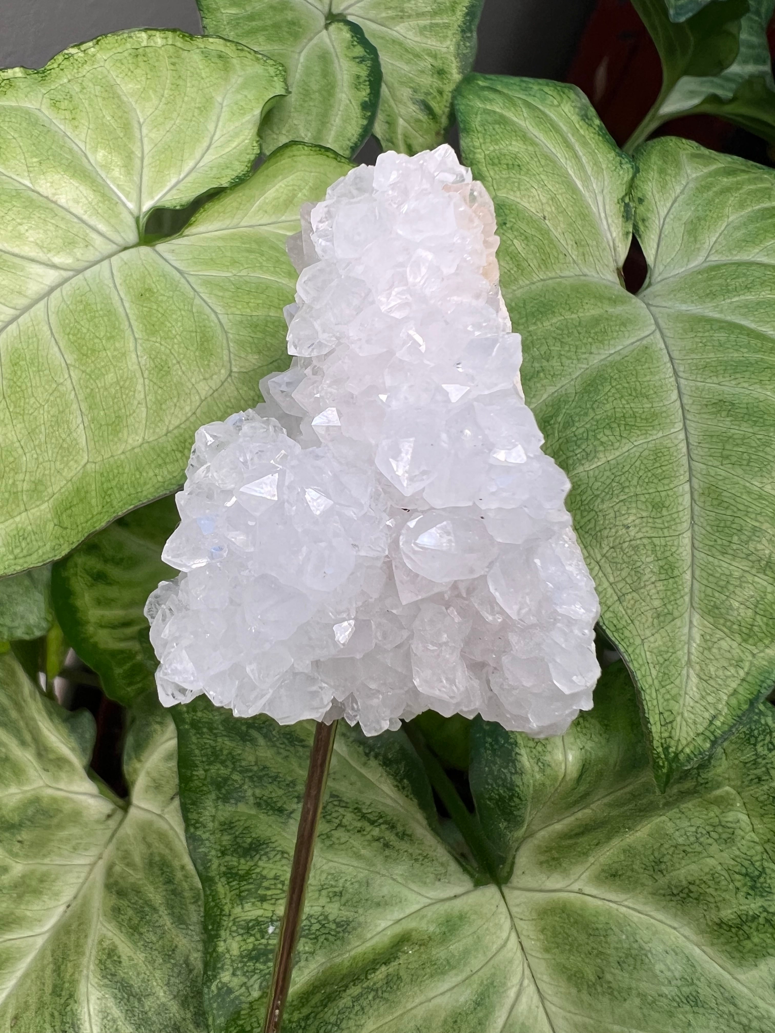8/23 Moroccan Geode – Plant Crystals