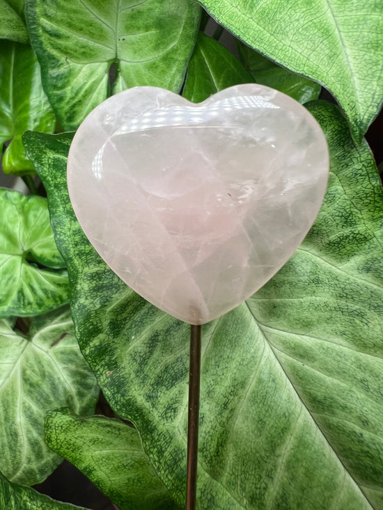 9/24 Rose Quartz Heart Plant Crystal