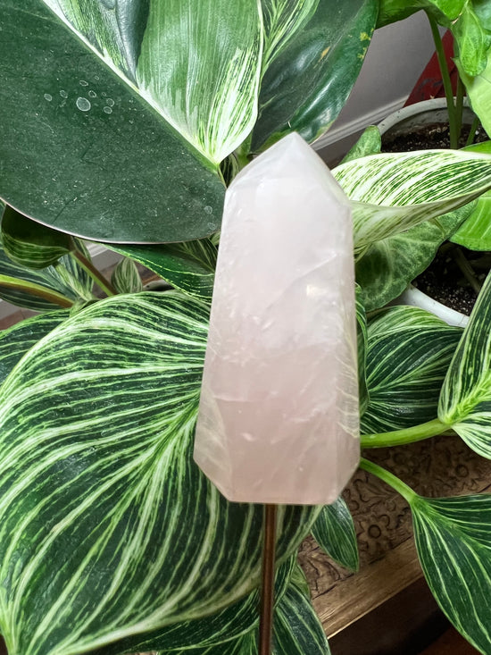 9/28 Rose Quartz Plant Crystal