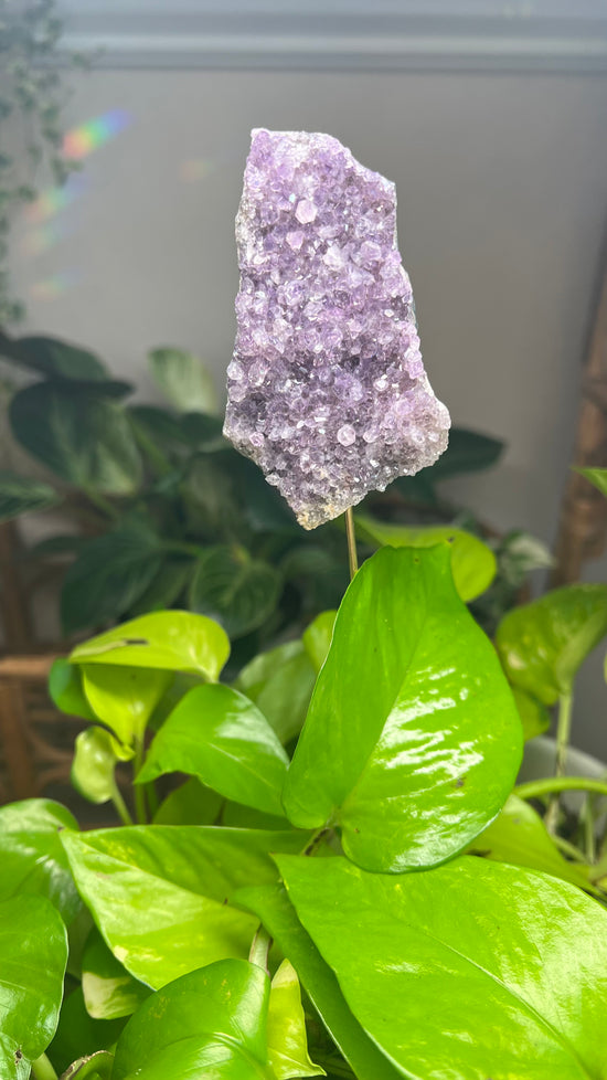 Treasure Amethyst Plant Crystal