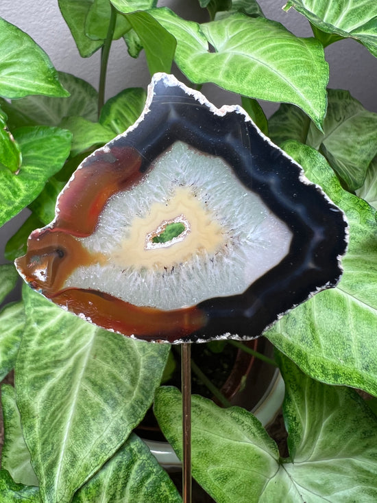 8/27 Agate Plant Crystal