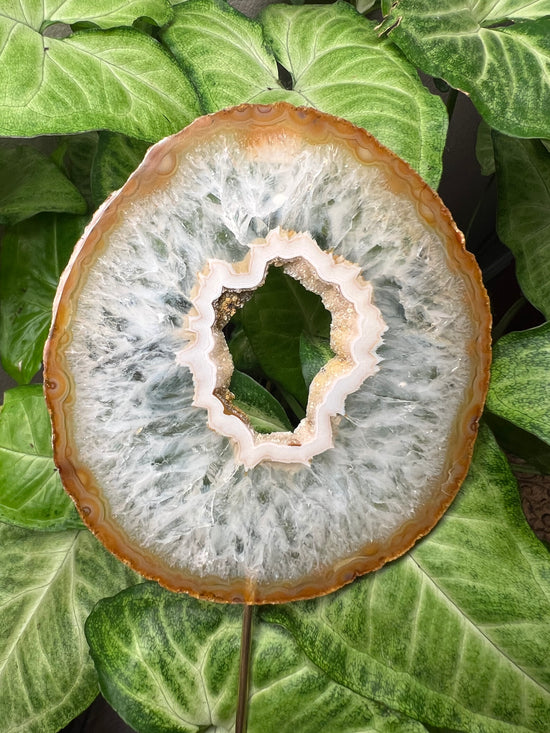 9/24 Large Agate Plant Crystal