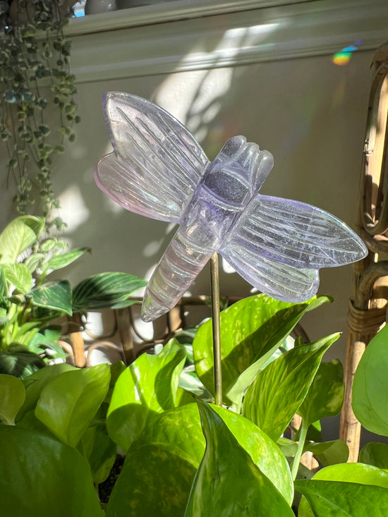 Fluorite Dragonfly Plant Crystal